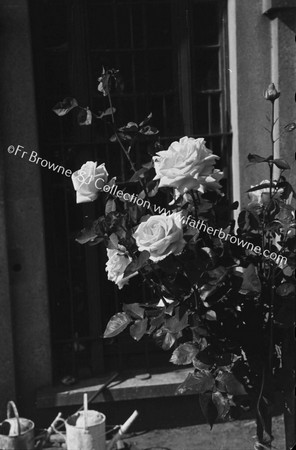 ROSES IN BLACKROCK CONVENT